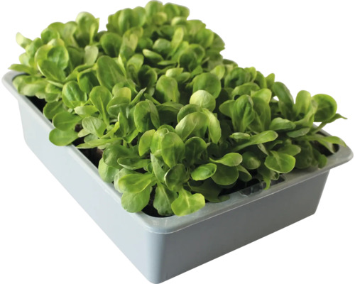 Feldsalat in einer Schale