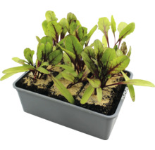 Jungpflanzen Rote Bete in Anzuchtschale