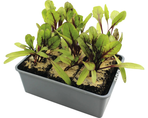 Jungpflanzen Rote Bete in Anzuchtschale