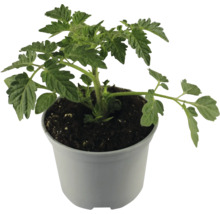 Tomatenpflanze im Topf