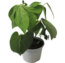 Betelpfeffer Pflanze im Topf