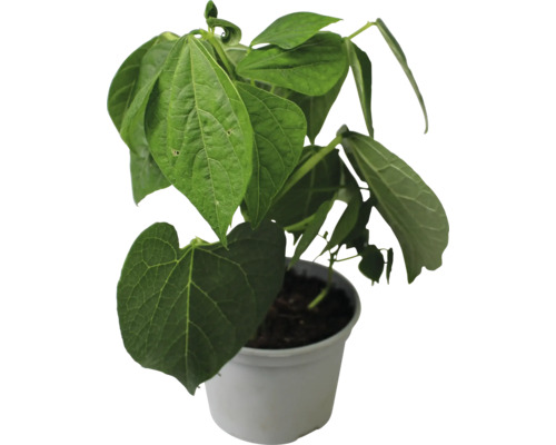 Gelbe Buschbohne FloraSelf Gemüsepflanzen Betelpfeffer Pflanze im Topf