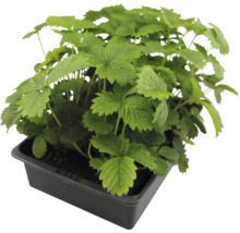 Erdbeerpflanze im Topf