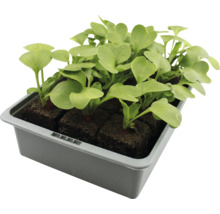 Radieschenjungpflanzen in Anzuchtschale