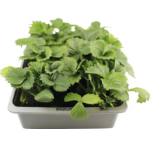 Erdbeerpflanze im Topf