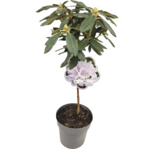 Rhododendron im Topf mit 'Biko' Pflanzenetikett