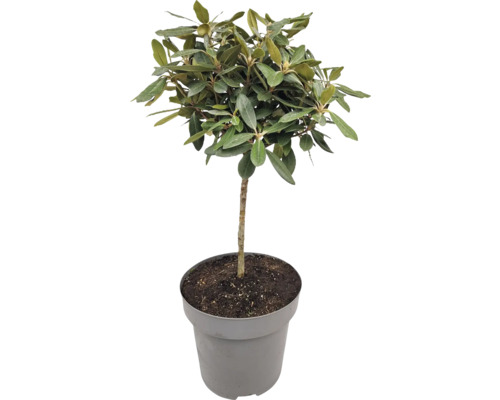 Im Topf gezogener Olivenbaum mit grünen Blättern