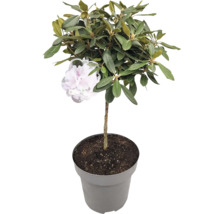 Rhododendron im Topf
