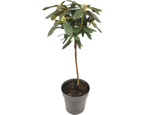 Rhododendron im Topf