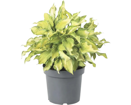 Funkie im Topf mit grün-gelben Blättern