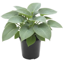 Funkie im Topf mit großen Blättern