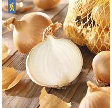 Zwiebeln, einige angeschnitten, auf Holztisch