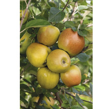 Goldparmäne Äpfel am Baum