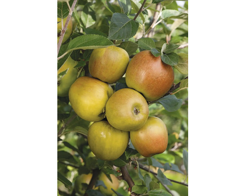 Goldparmäne Äpfel am Baum