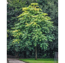 Chinesischer Sumachbaum im Garten