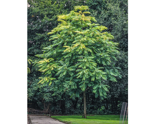 Chinesischer Sumachbaum im Garten
