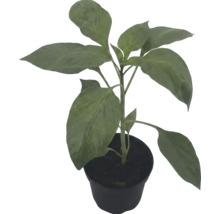 Paprikapflanze im Topf