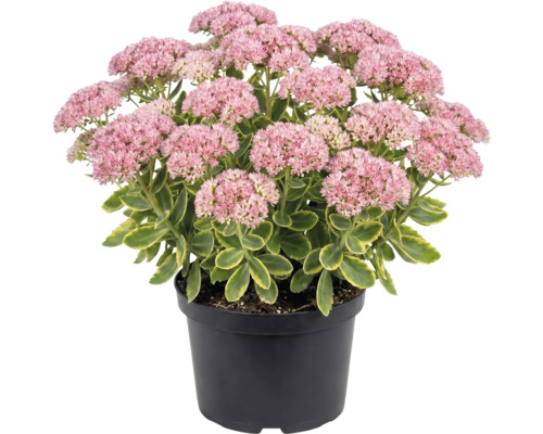 Fetthenne im schwarzen Pflanztopf mit rosa Blütendolden