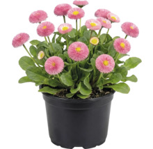 Gänseblümchen in einem Topf