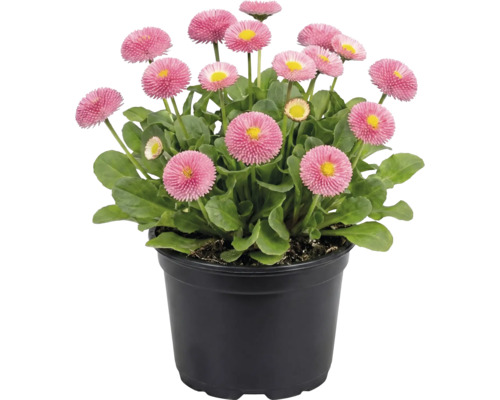 Gänseblümchen in einem Topf