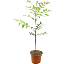 Junger Baum in einem Topf