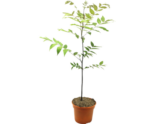 Junger Baum in einem Topf