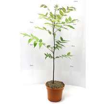 Junger Baum in einem Topf