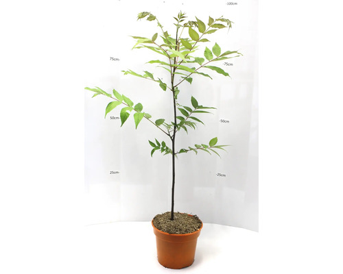 Junger Baum in einem Topf