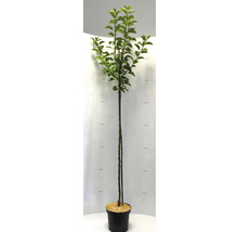 Apfelbaum im Topf, circa 175 Zentimeter hoch