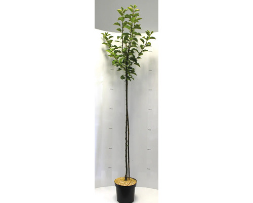 Apfelbaum im Topf, circa 175 Zentimeter hoch