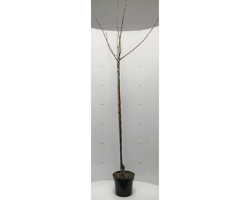 Baum im Topf, ohne Blätter