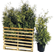 Lebensbäume in einer Holzpalette und einem Topf