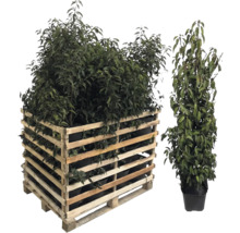 Holzpalette mit Pflanzen und eine einzelne Pflanze im Topf