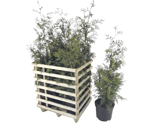 Zwei grüne Lebensbäume, einer im Holzkübel und einer im Topf.