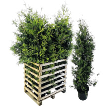 Zwei grüne Lebensbäume, einer in einem Holzpflanzkasten und einer im Topf.