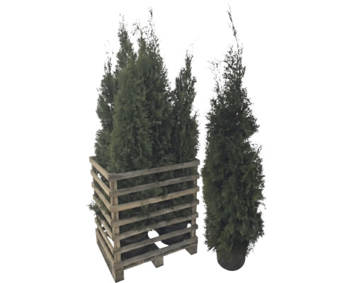 Mehrere Thuja Pflanzen in einem Holzgefäß und eine Thuja Pflanze im Topf