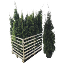 Mehrere Thuja Pflanzen in einer Holzpalette.
