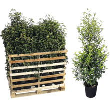 Palette mit Kirschlorbeerpflanzen und einzelne Kirschlorbeerpflanze im Topf