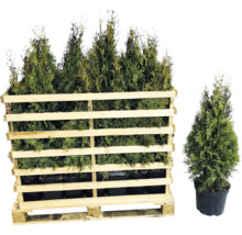 Lebensbaum Thuja im Holzpaletten-Container und eine einzelne Pflanze im Topf