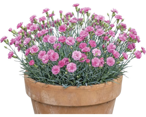 Nelken in einem Topf