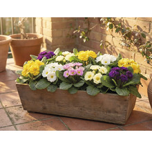 Holzkasten bepflanzt mit Primeln in verschiedenen Farben auf einer Terrasse.