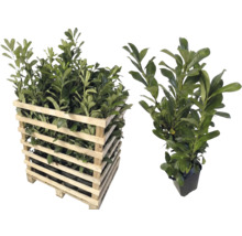 Lorbeerpflanzen in einer Holzpalette und einer separaten Pflanze im Topf