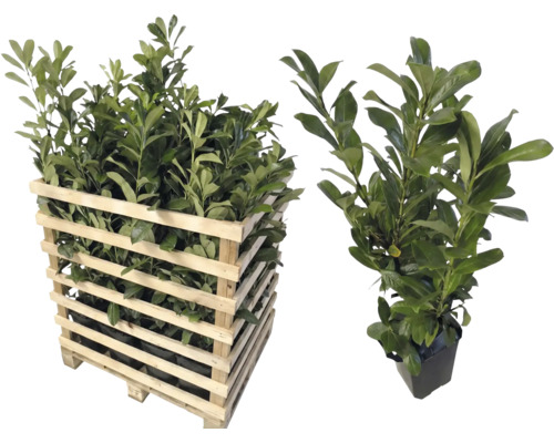 Lorbeerpflanzen in einer Holzpalette und einer separaten Pflanze im Topf