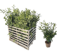 Lorbeerpflanzen in Holzkiste und Topfpflanze