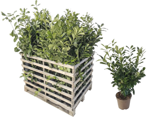 Lorbeerpflanzen in Holzkiste und Topfpflanze