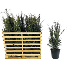 Europäische Eibe im Holzkasten und Topf