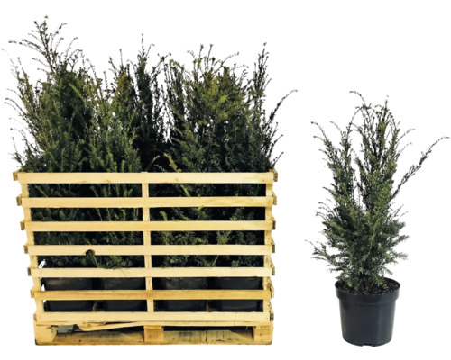 Europäische Eibe im Holzkasten und Topf