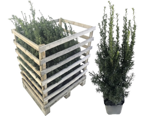 Eibe im Holzverschlag und einzeln im Topf