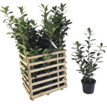 Lorbeerpflanzen in Holzkiste und einzelnem Topf