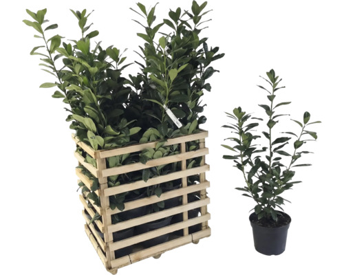 Lorbeerpflanzen in Holzkiste und einzelnem Topf